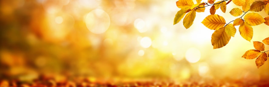 nature-banner-2.jpg