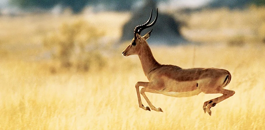 Wild Animal Shaking.jpg