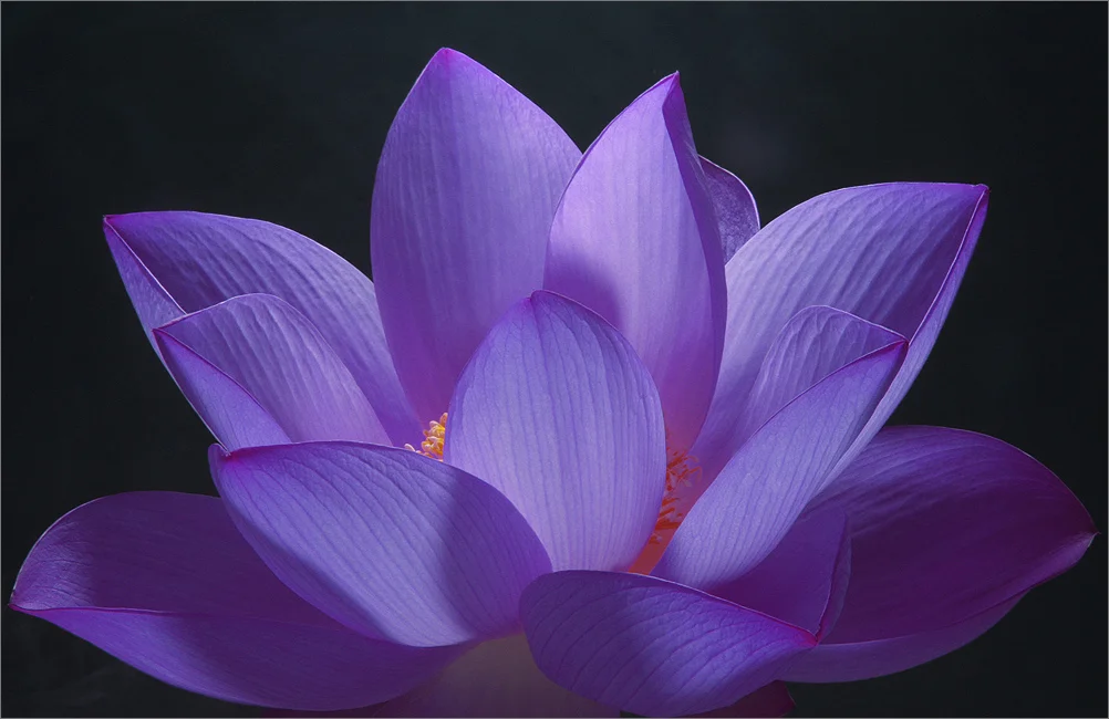 Purple for page.jpg