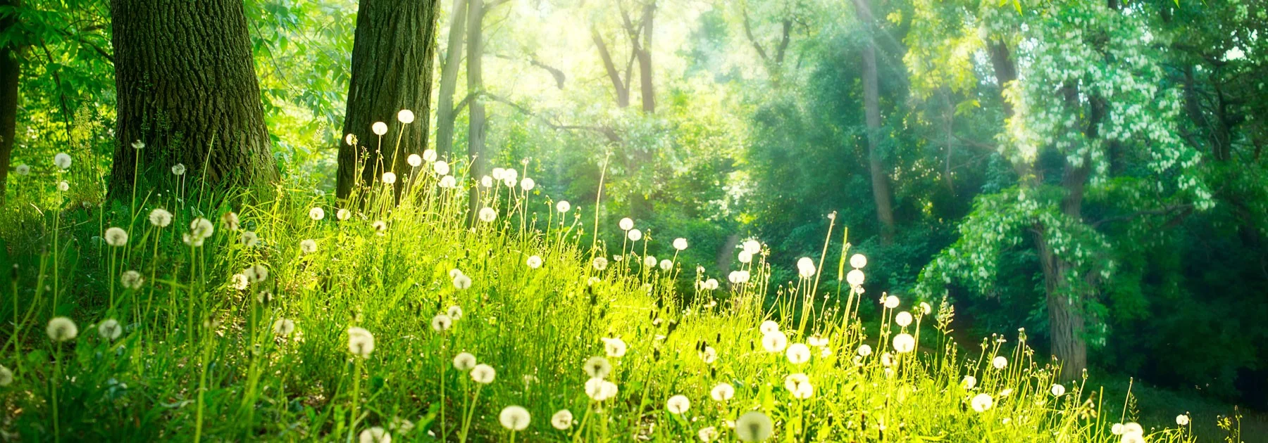 spring.jpg