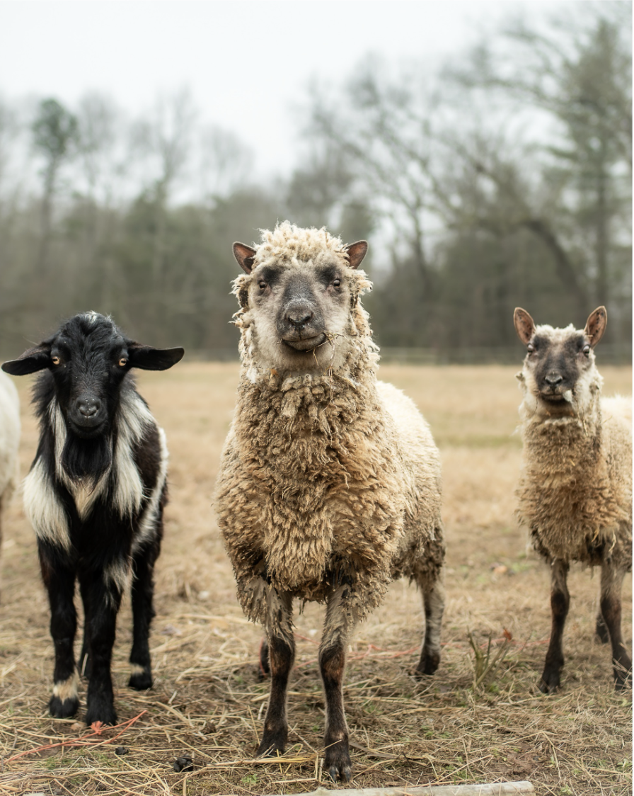 Ben White, Shadowlan Crew