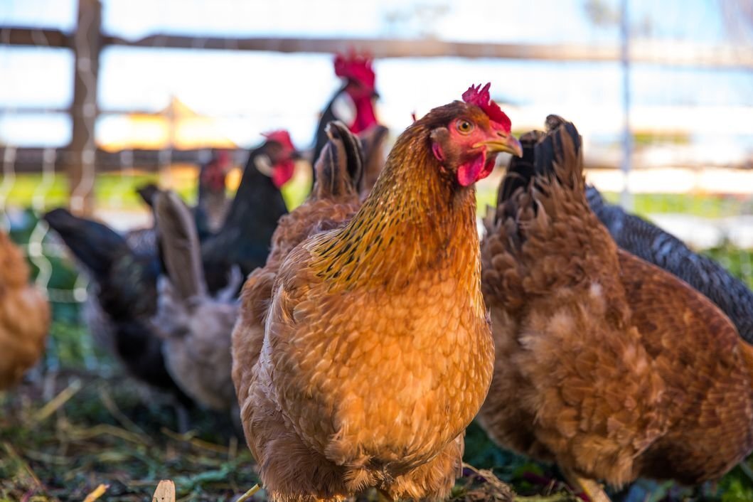chickens.jpg
