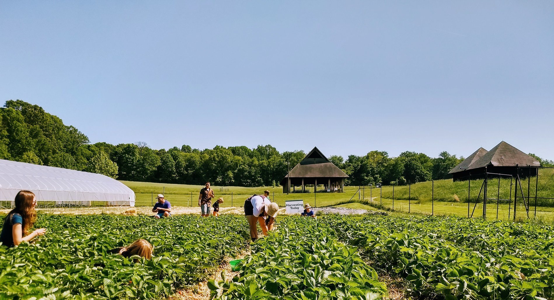 field_harvest.jpg