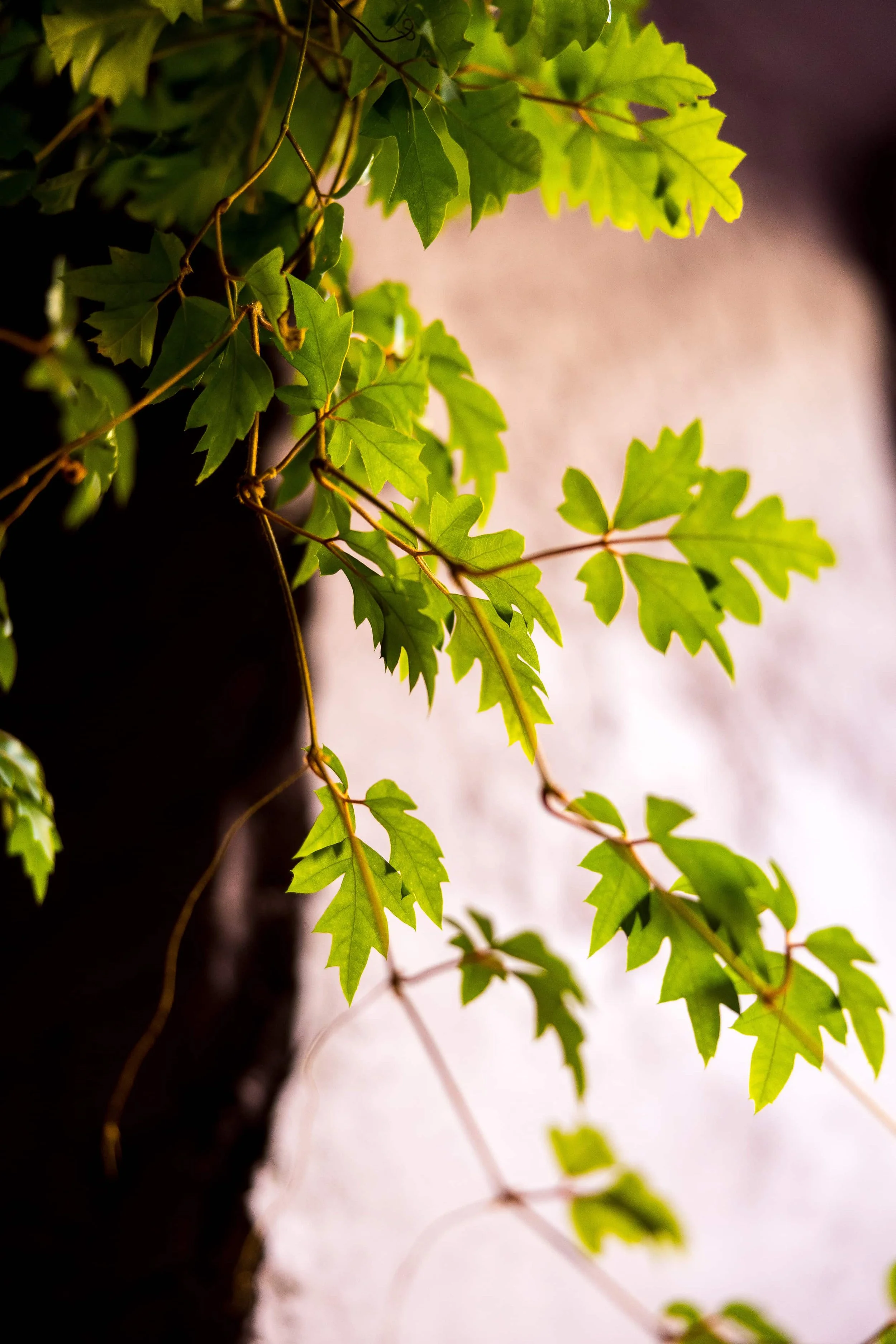 Green leaves on branch with natural light outdoors Helsinki