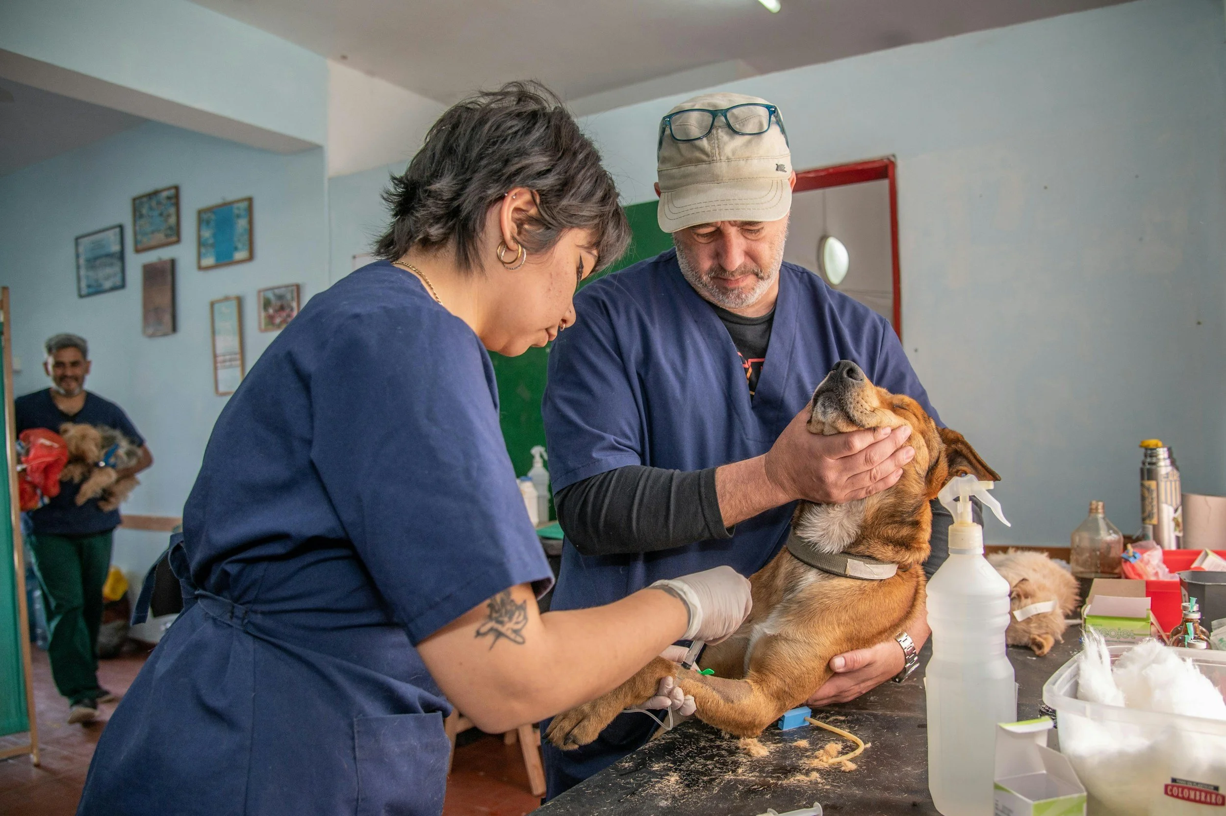 Veterinary compounding pharmacy services for veterinarians and pet owners in New Mexico