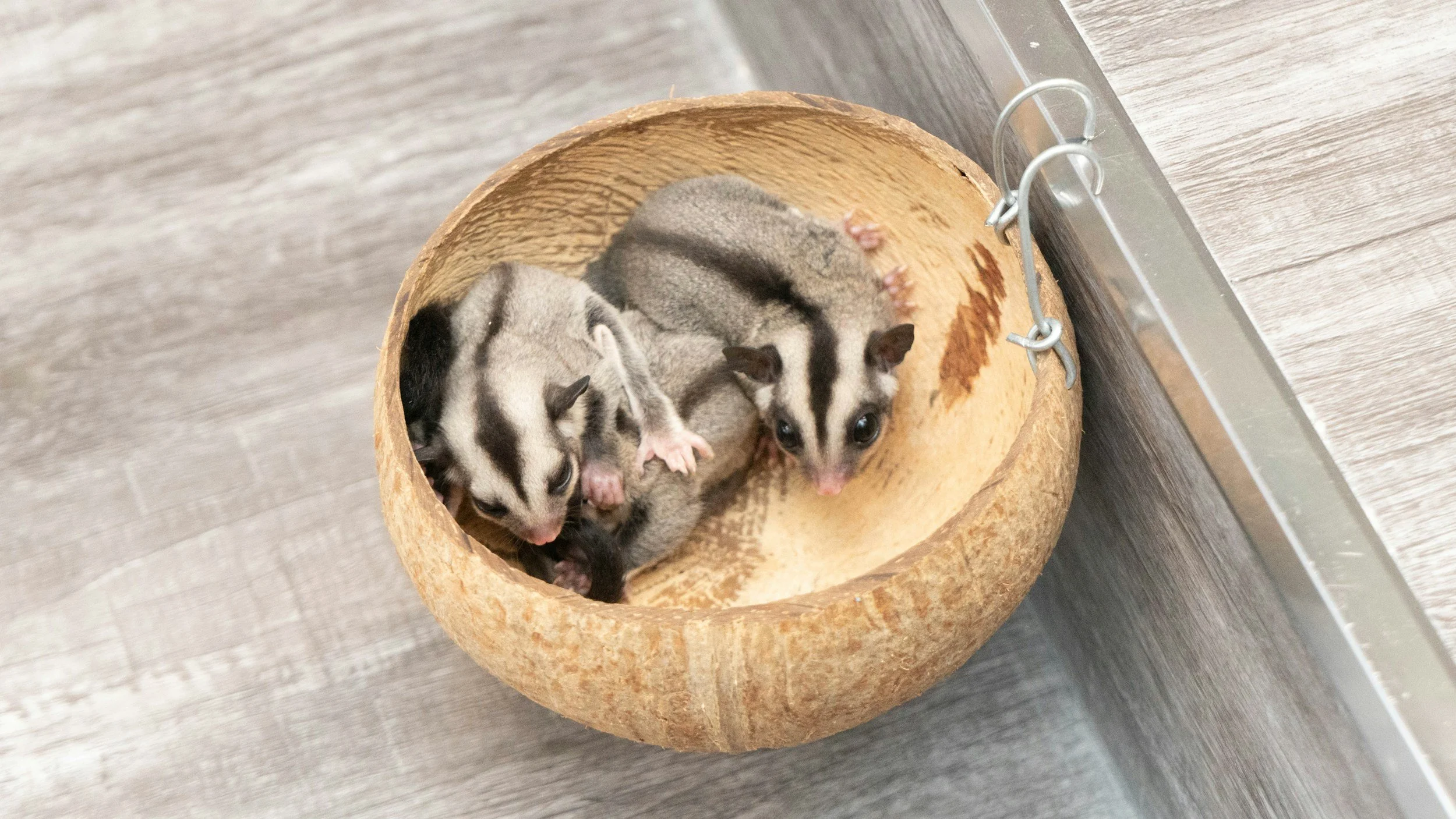 Three small baby hamsters inside a hollowed-out coconut shell on a wooden surface.
