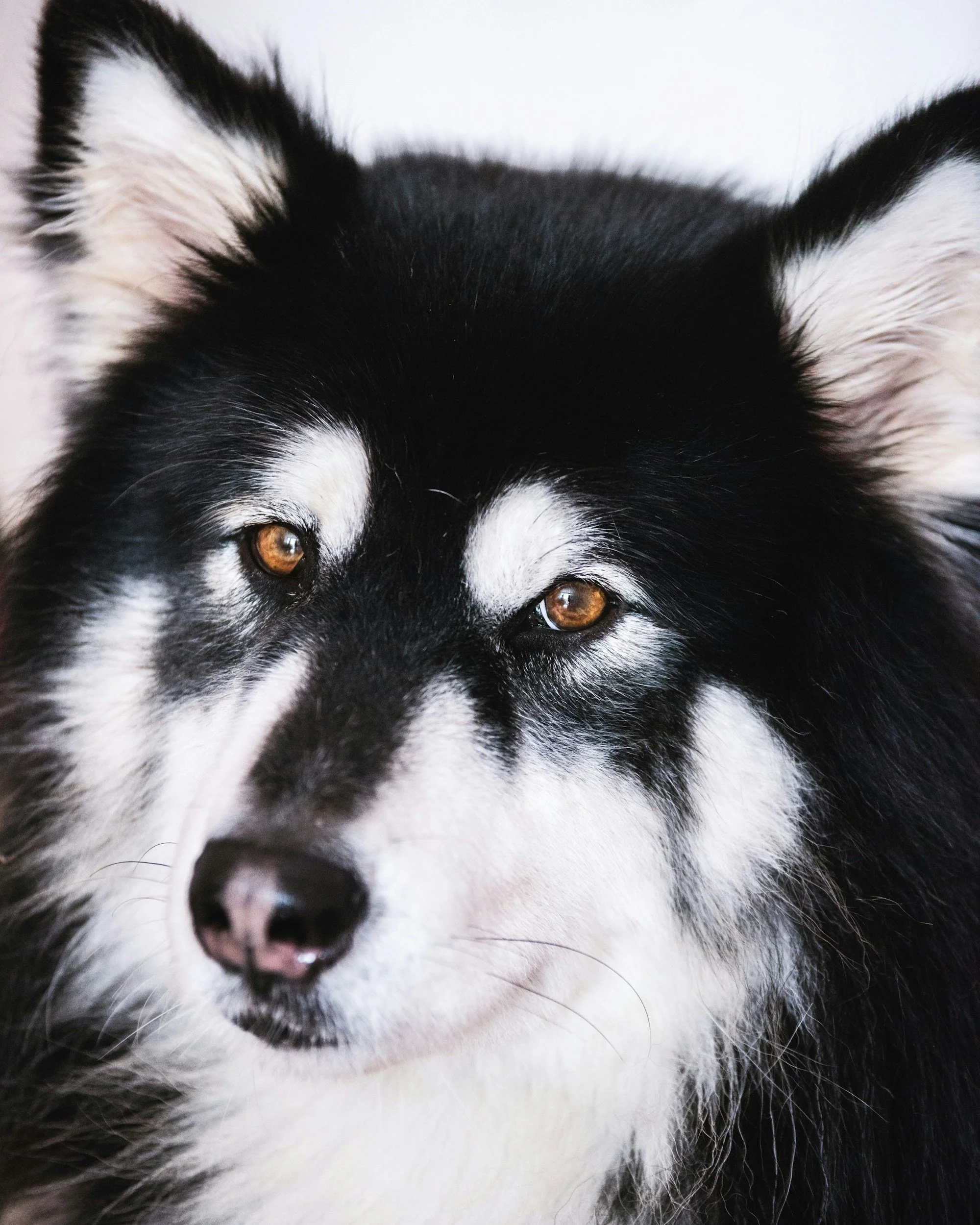 Close-up of a black and white Siberian Husky's face with orange eyes, focusing on the nose and eyes.