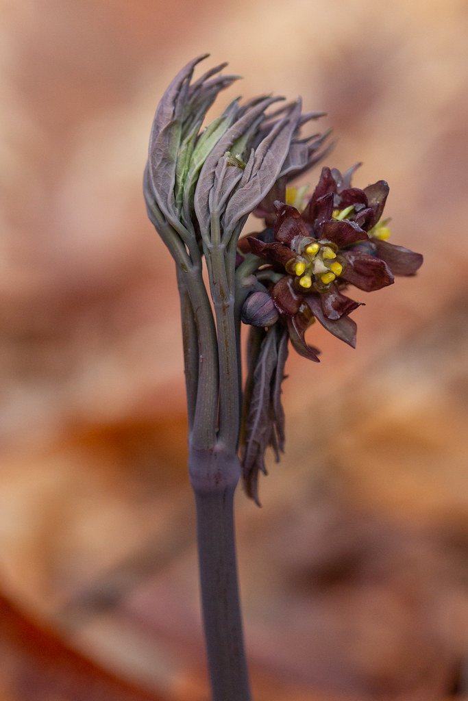 Caulophyllum Thalictroides