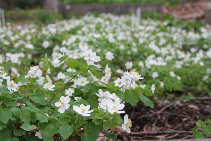 Thalictrum Thalictraides
