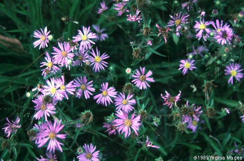 Eurybia Spectabilis
