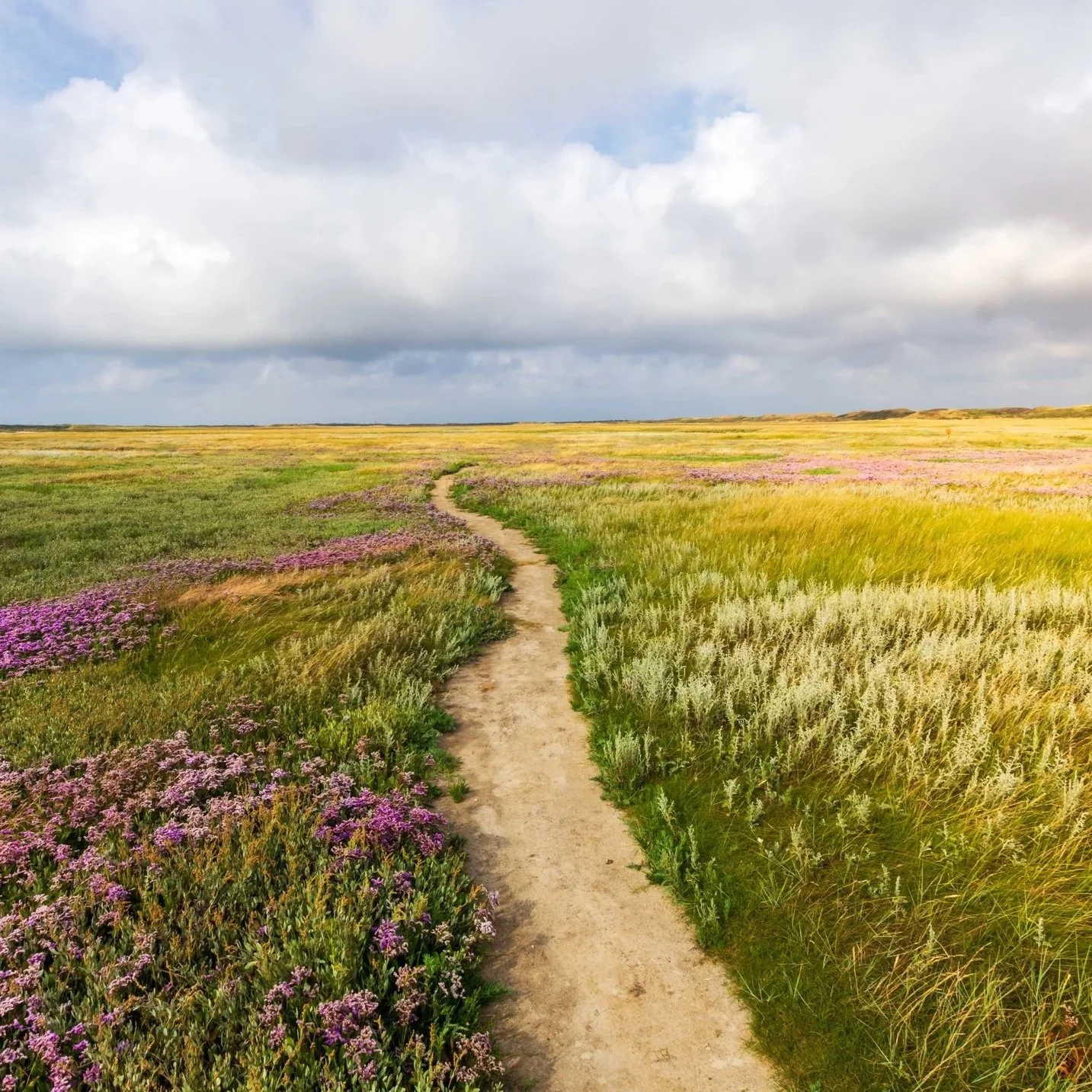 A dirt path runs through a vast, colorful field of wildflowers and tall grass under a cloudy sky.