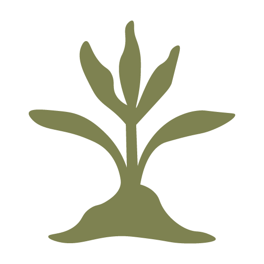 Illustration of a small plant with a thick base and several elongated leaves growing from the top.