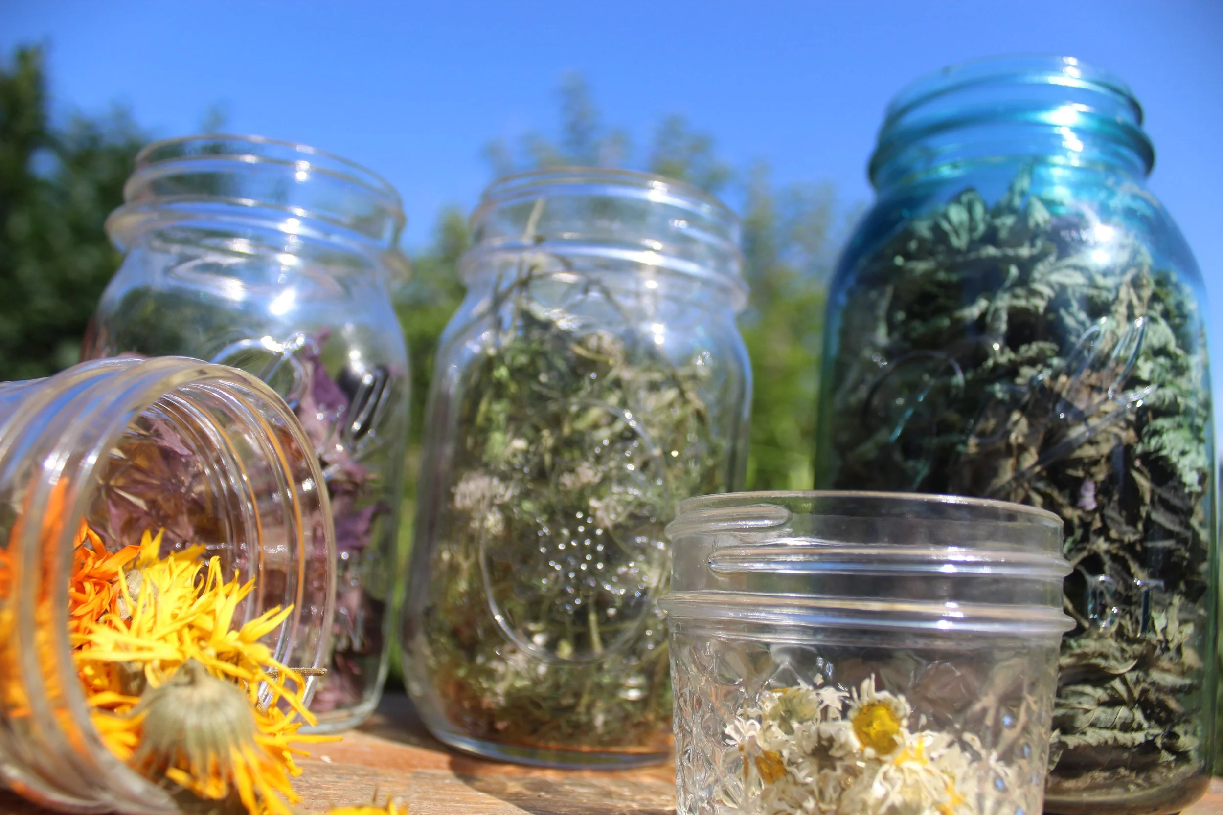 Several glass jars filled with dried herbs and flowers are placed outdoors under a clear blue sky.