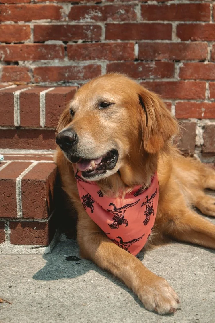 Bandana 3.JPG