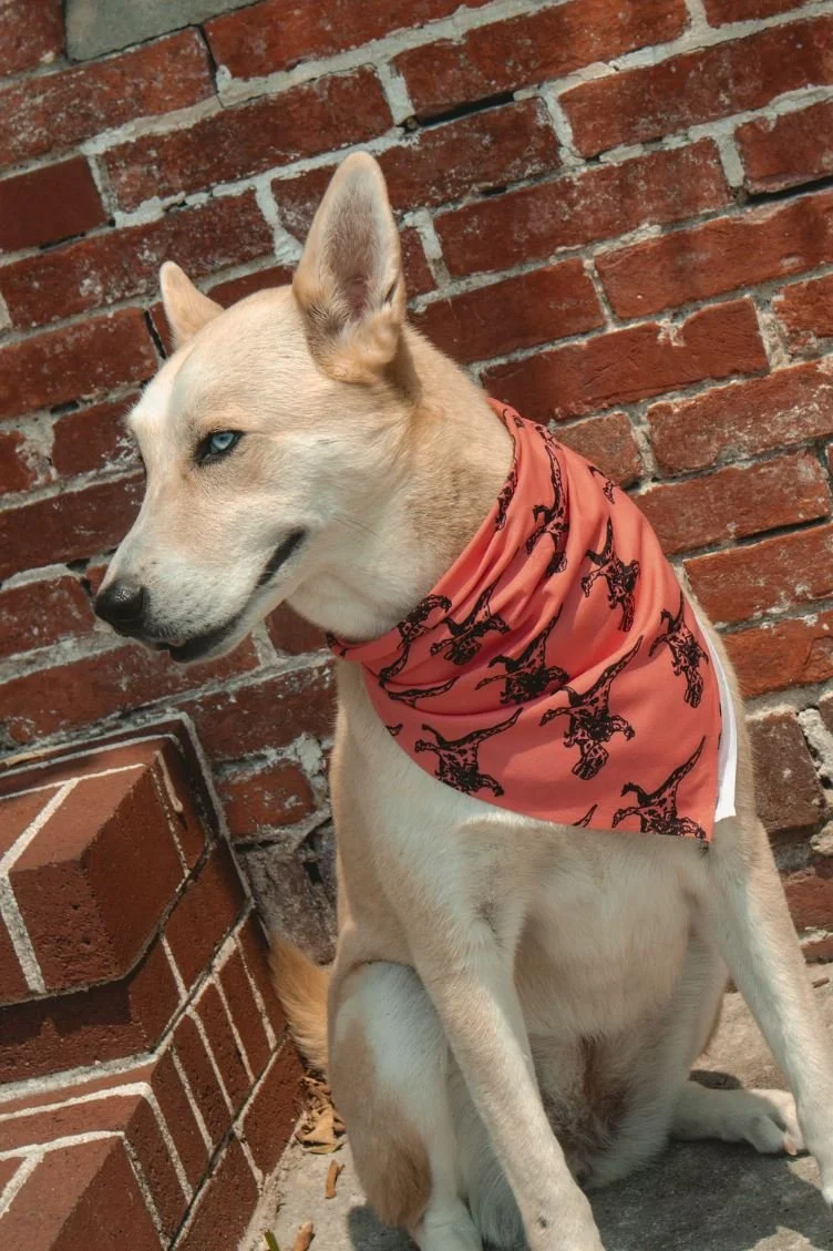 Bandana1.JPG