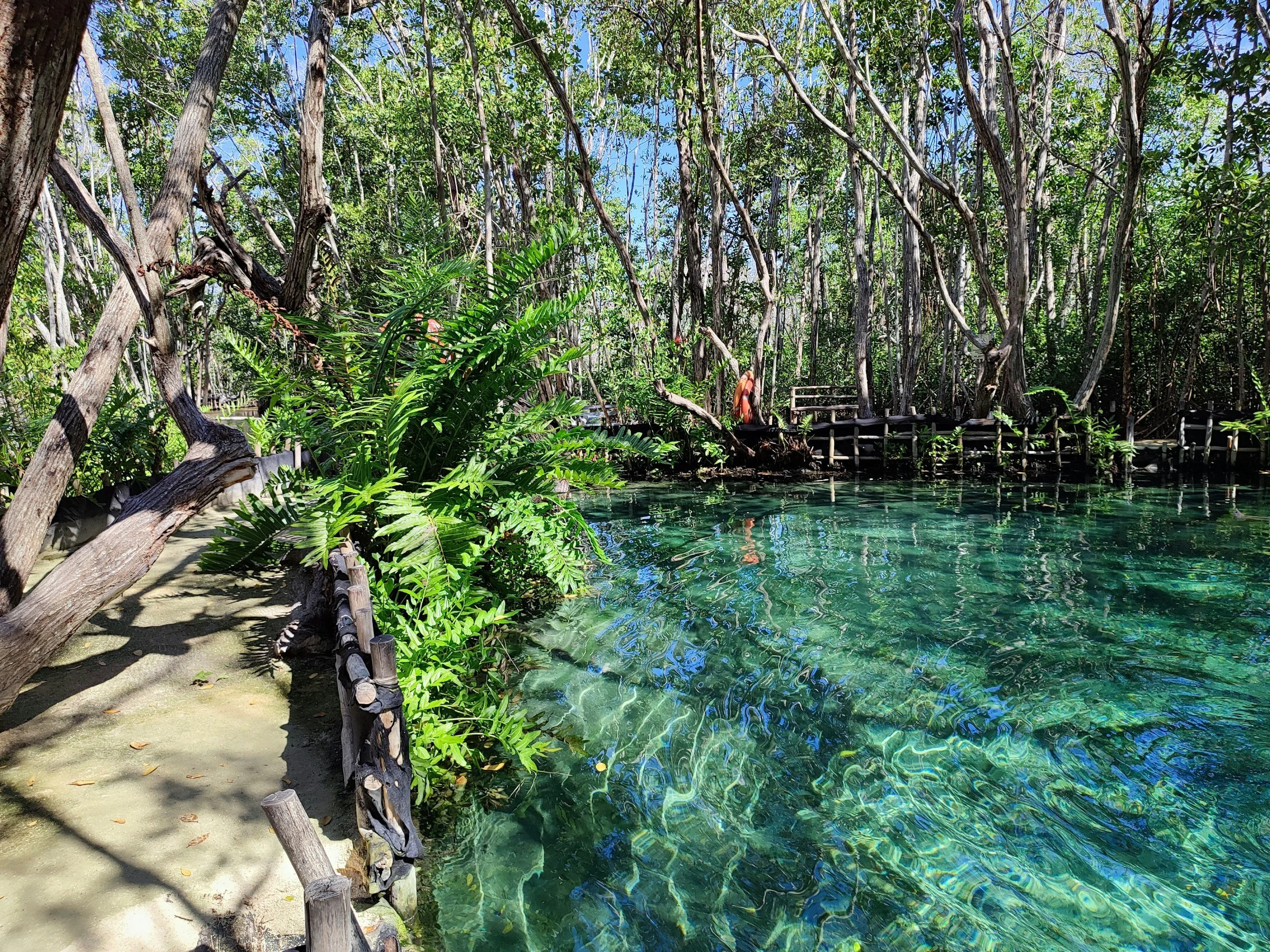 The Best Springs Near the Suwannee River: A Day-Trip Guide from Old Town