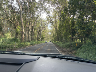 Kauai Trees.png