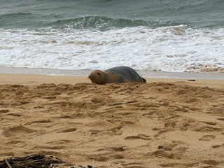 Monk Seal - Head Low.png