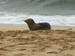 Monk Seal - Head High.png