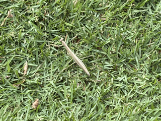Praying Mantis.png