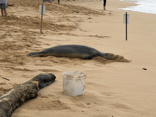 Monk Seal - Napping.png