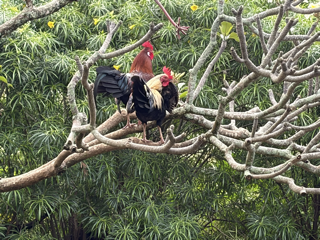 Roosters in a Tree.png