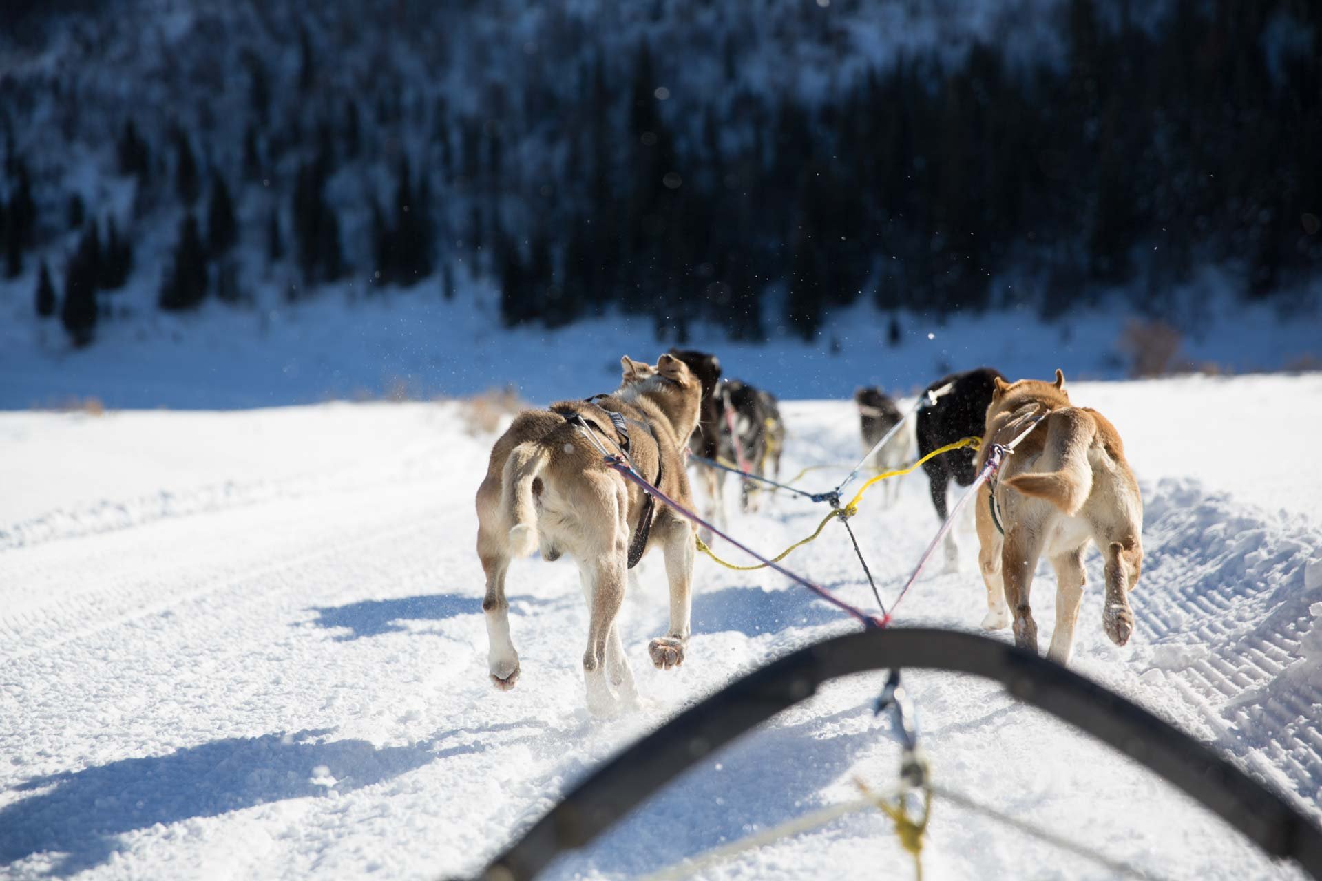 atpc-grizzle-t-dog-sledding-1.jpg
