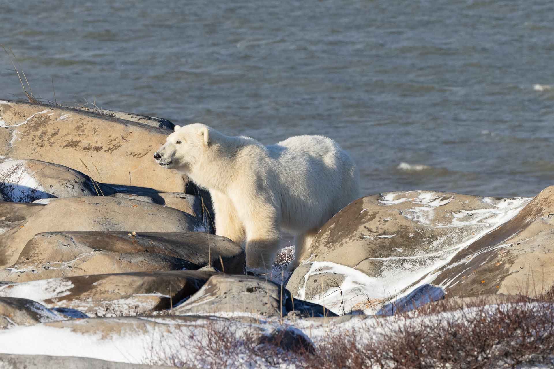A white polar bear walking among rocks near a body of water with snow on the ground.