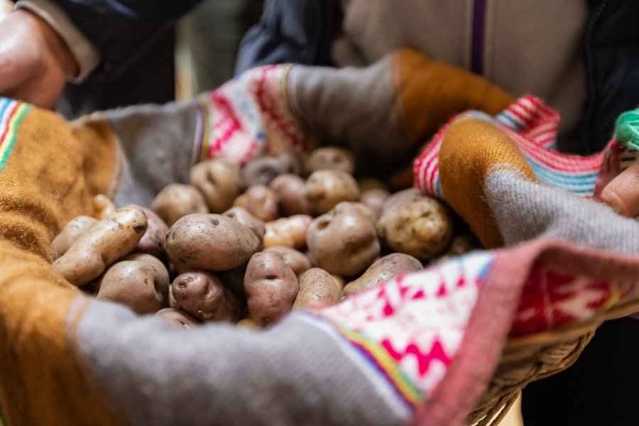 A basket filled with numerous small potatoes, surrounded by people wearing gloves with various colorful patterns.