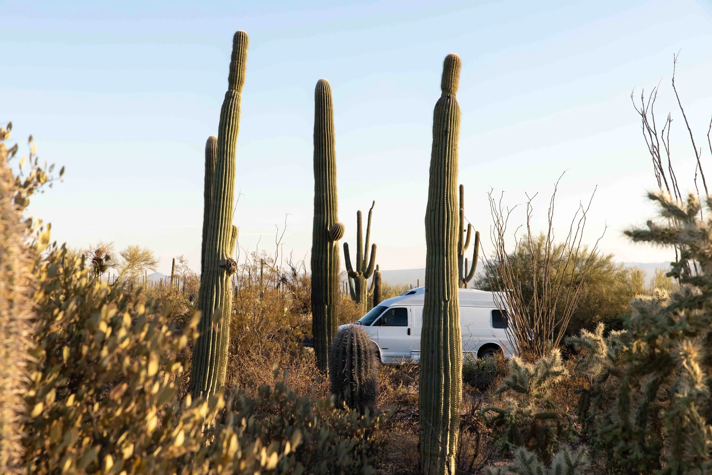 A white van parked in a desert landscape with tall cacti and dry bushes during daytime.