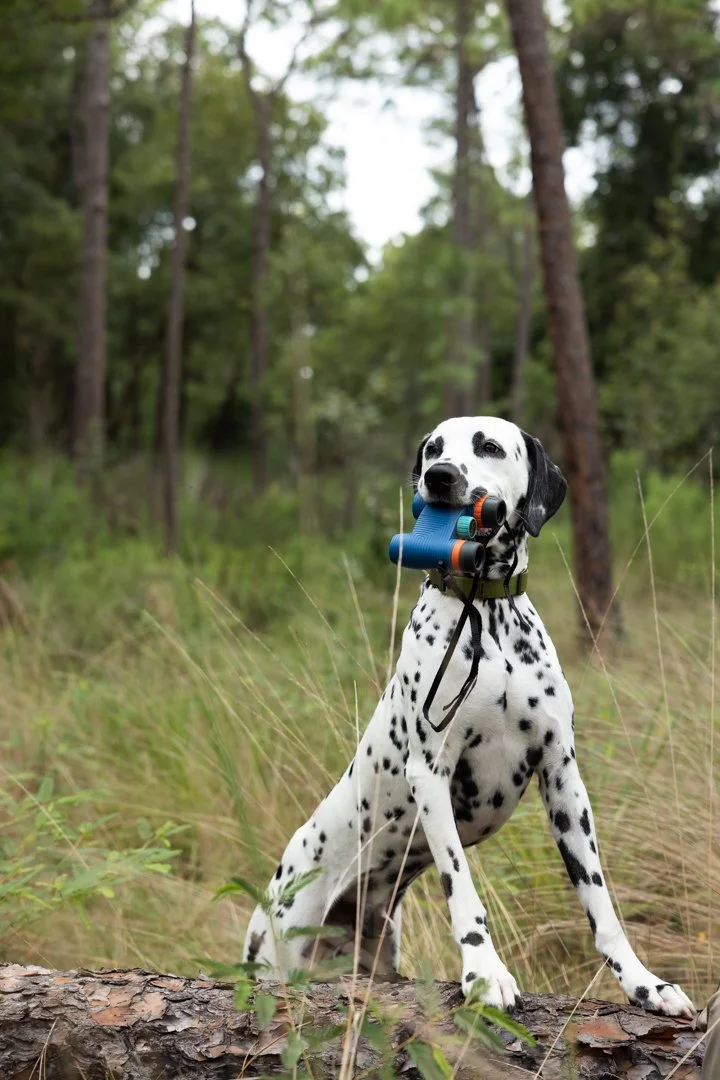 Dalmatian dog sitting in a forest with a blue and orange camera strap around its neck