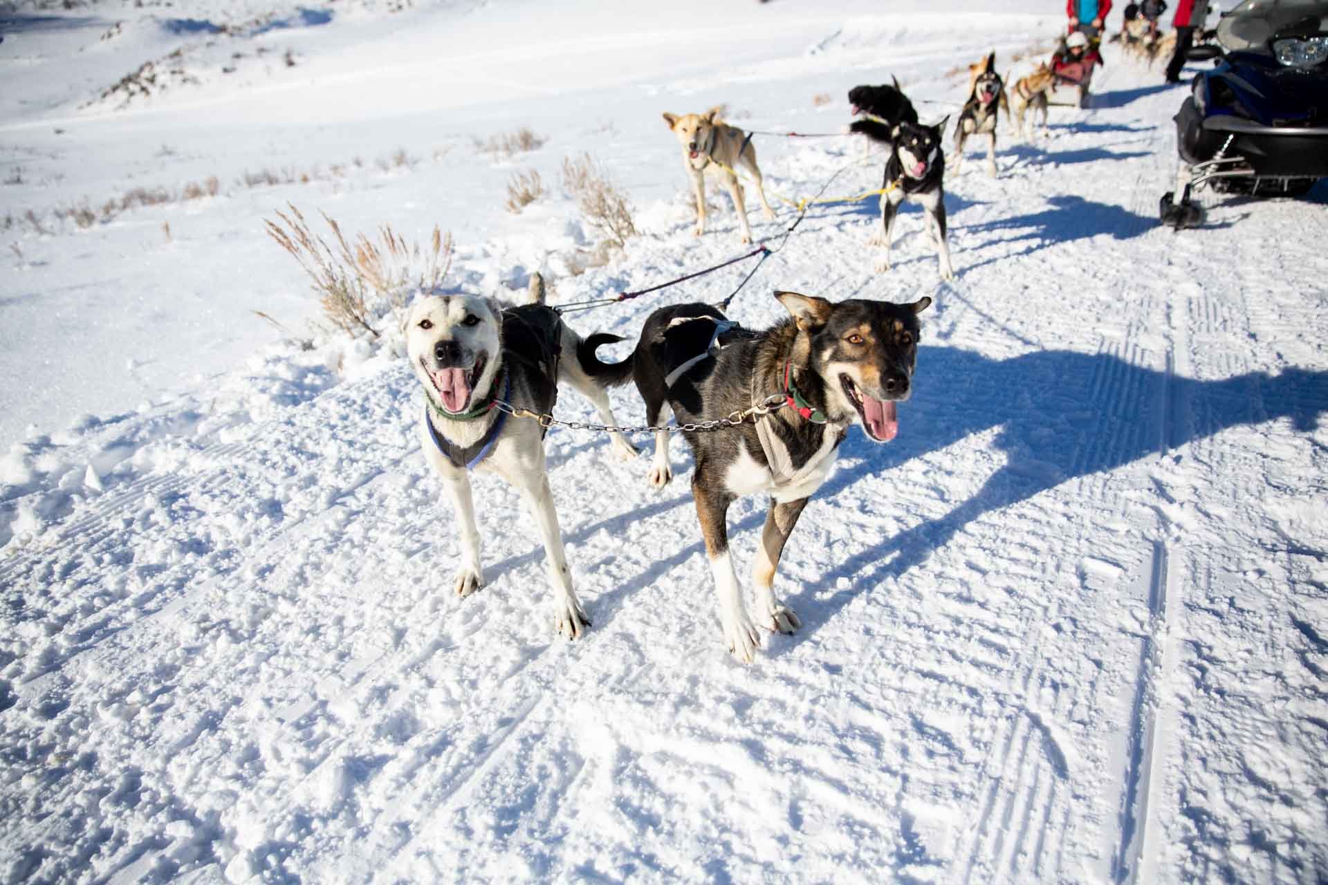 A team of sled dogs in the snow, harnessed and looking excited, with a snowmobile and people in the background.