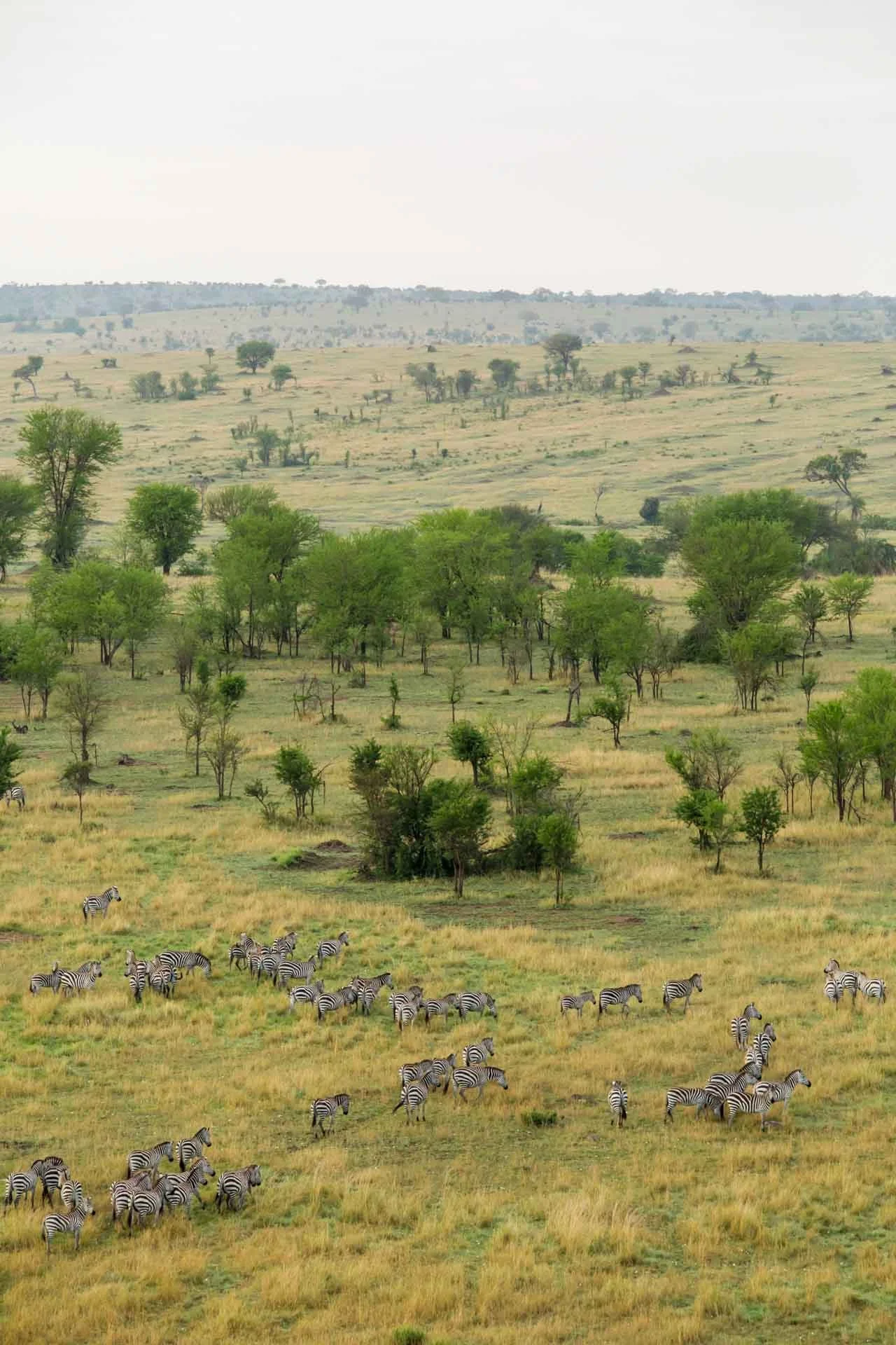 A herd of zebras grazing on a lush green and yellow grassy field with scattered trees and rolling hills in the background.