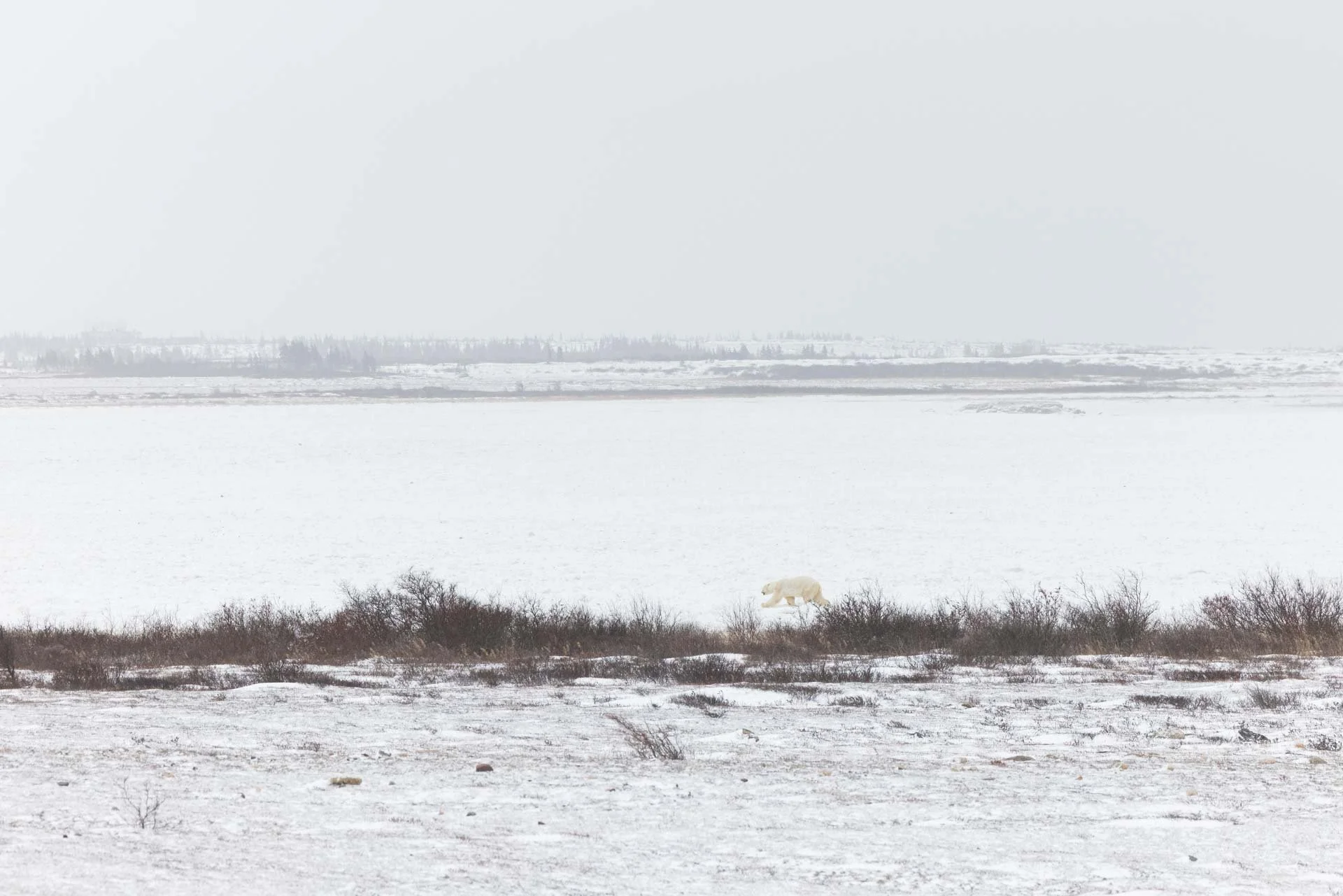 A white bear walking along the snow-covered shoreline of a frozen body of water in a snowy, snow-covered landscape with trees and a cloudy sky in the background.