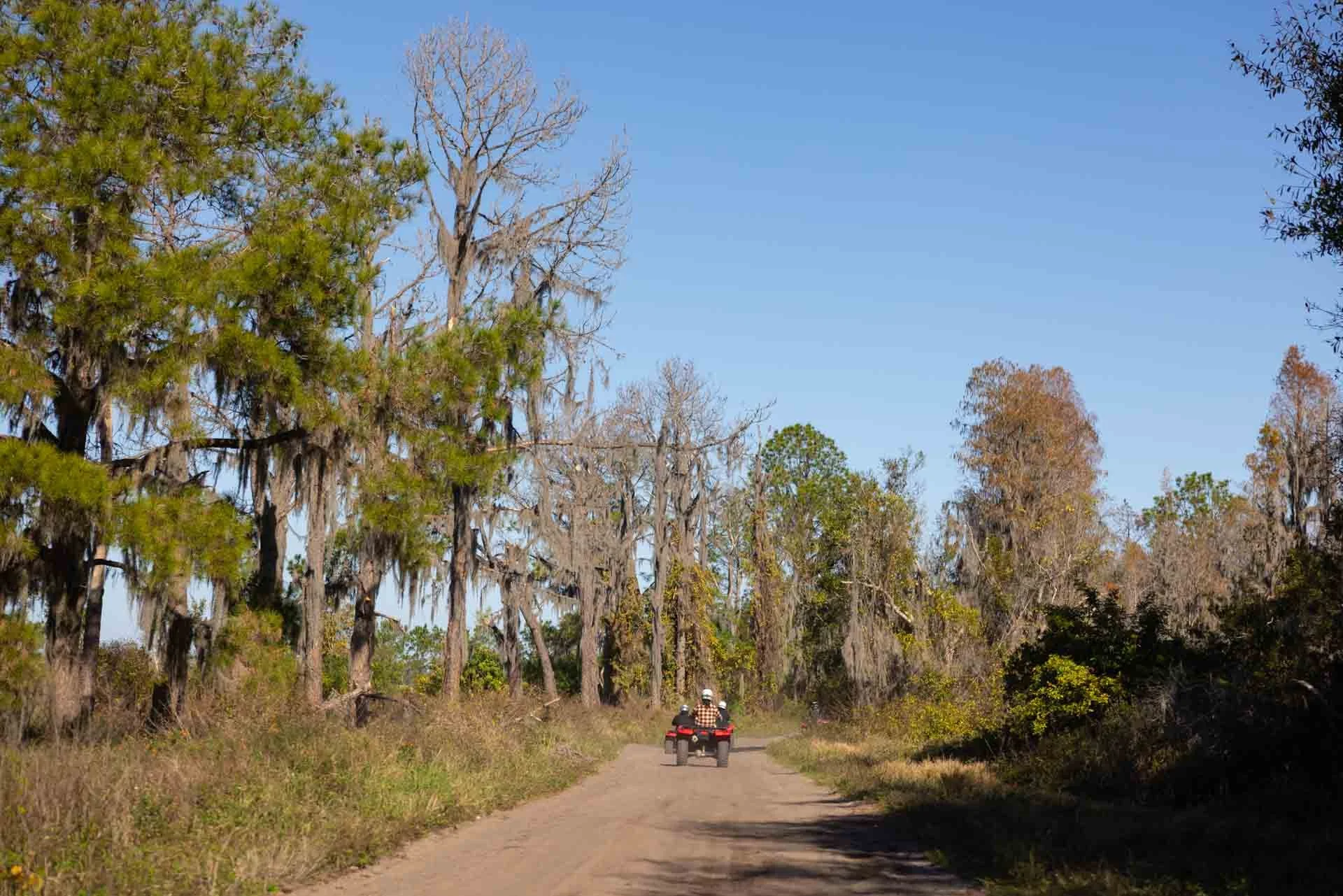 A dirt road through a wooded area with trees lining both sides, some of which have Spanish moss hanging from their branches. Two people are riding an all-terrain vehicle down the road under a clear blue sky.
