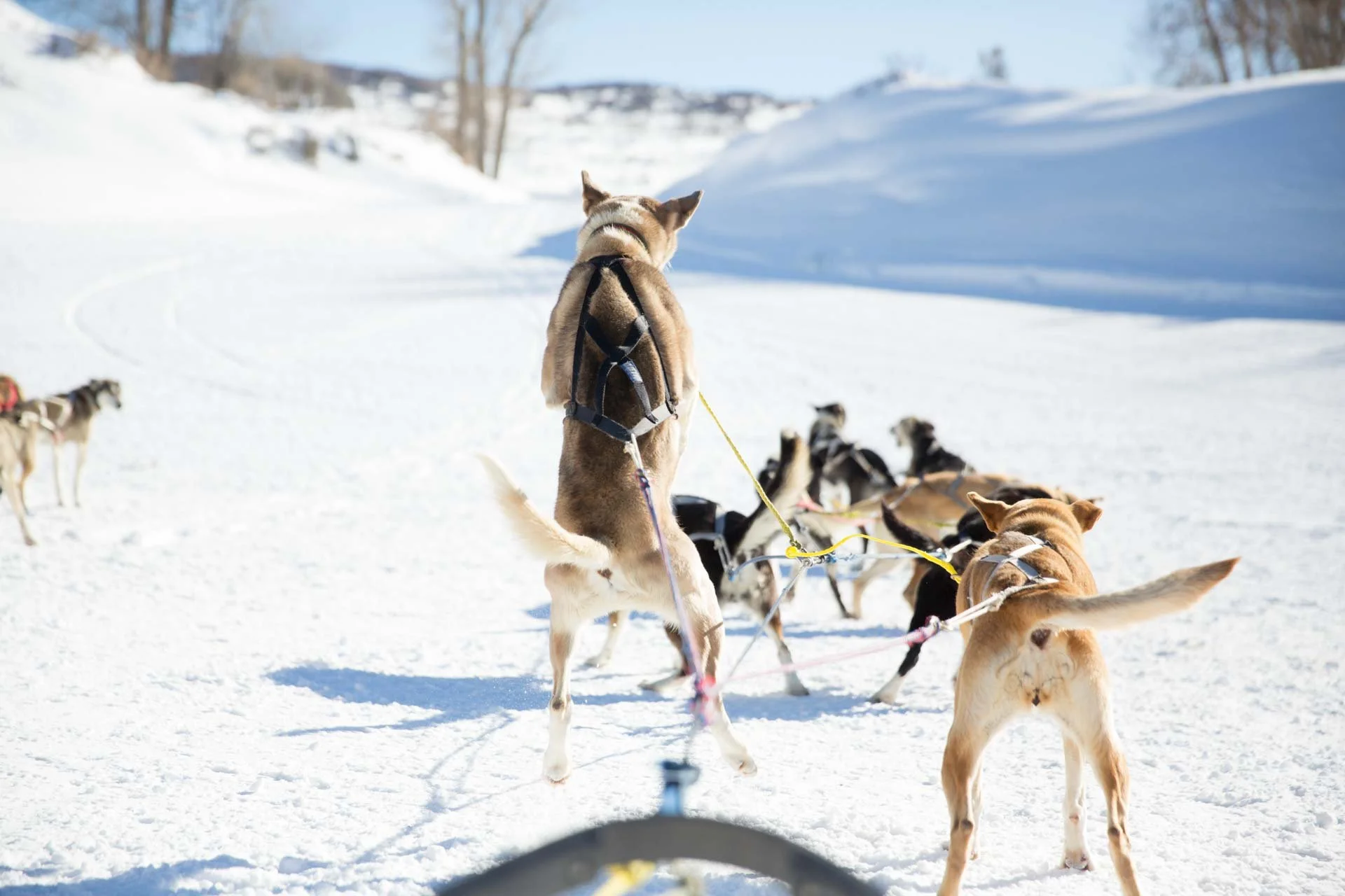 grizzle-t-colorado-dog-sledding-5.jpg