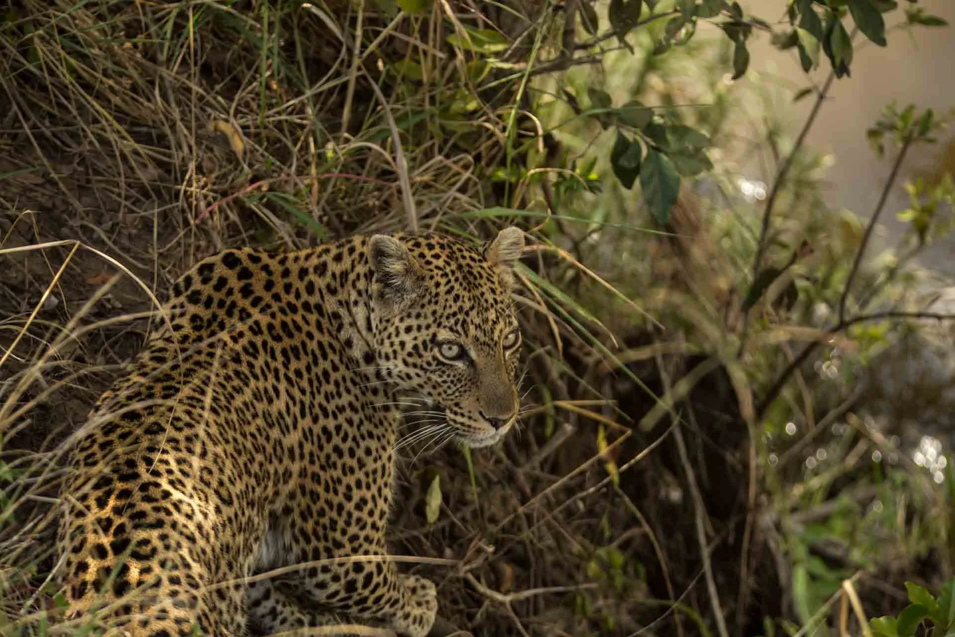 A leopard resting among dense foliage and grass in a jungle setting.