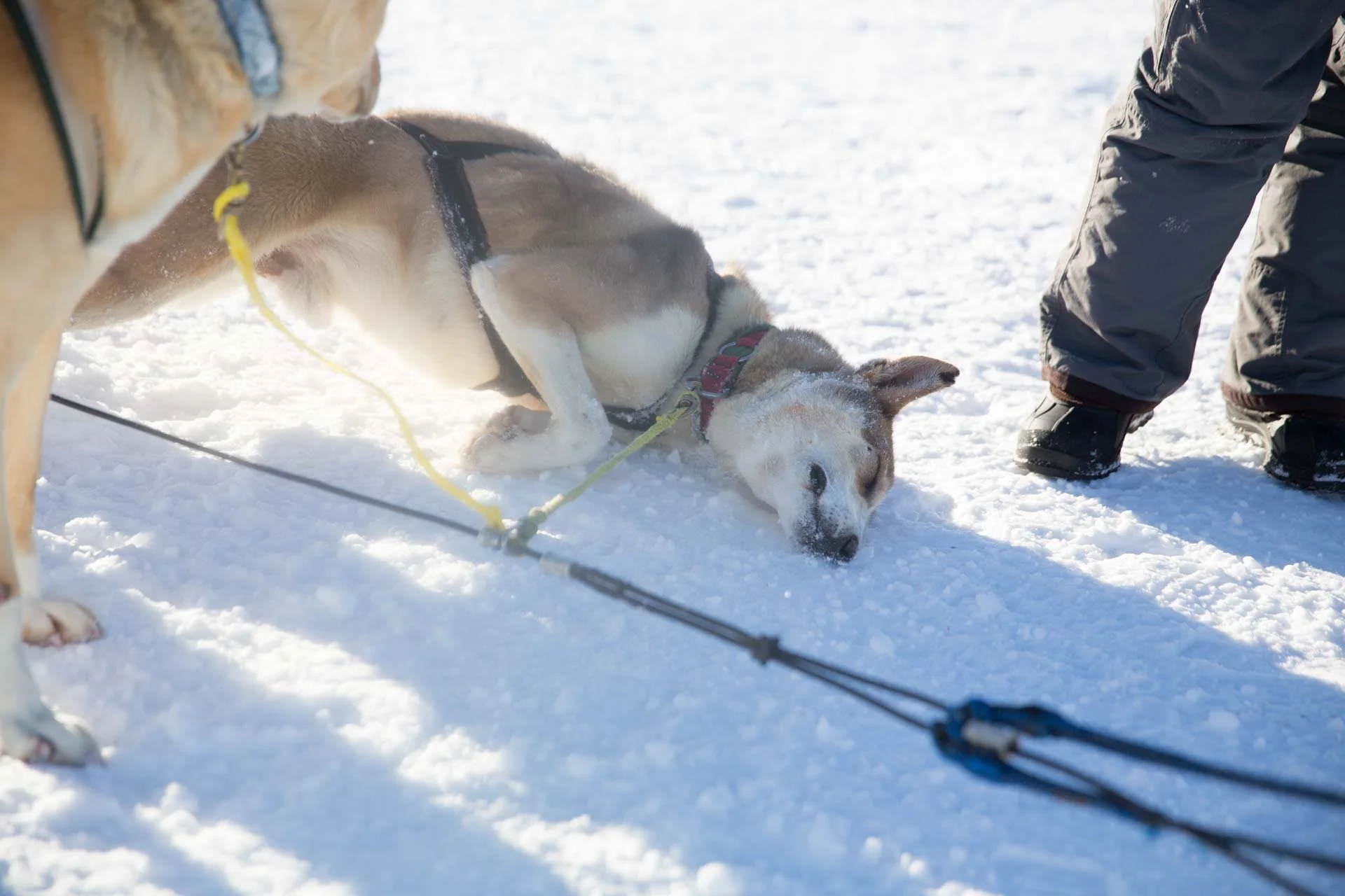 grizzle-t-colorado-dog-sledding-12.jpg