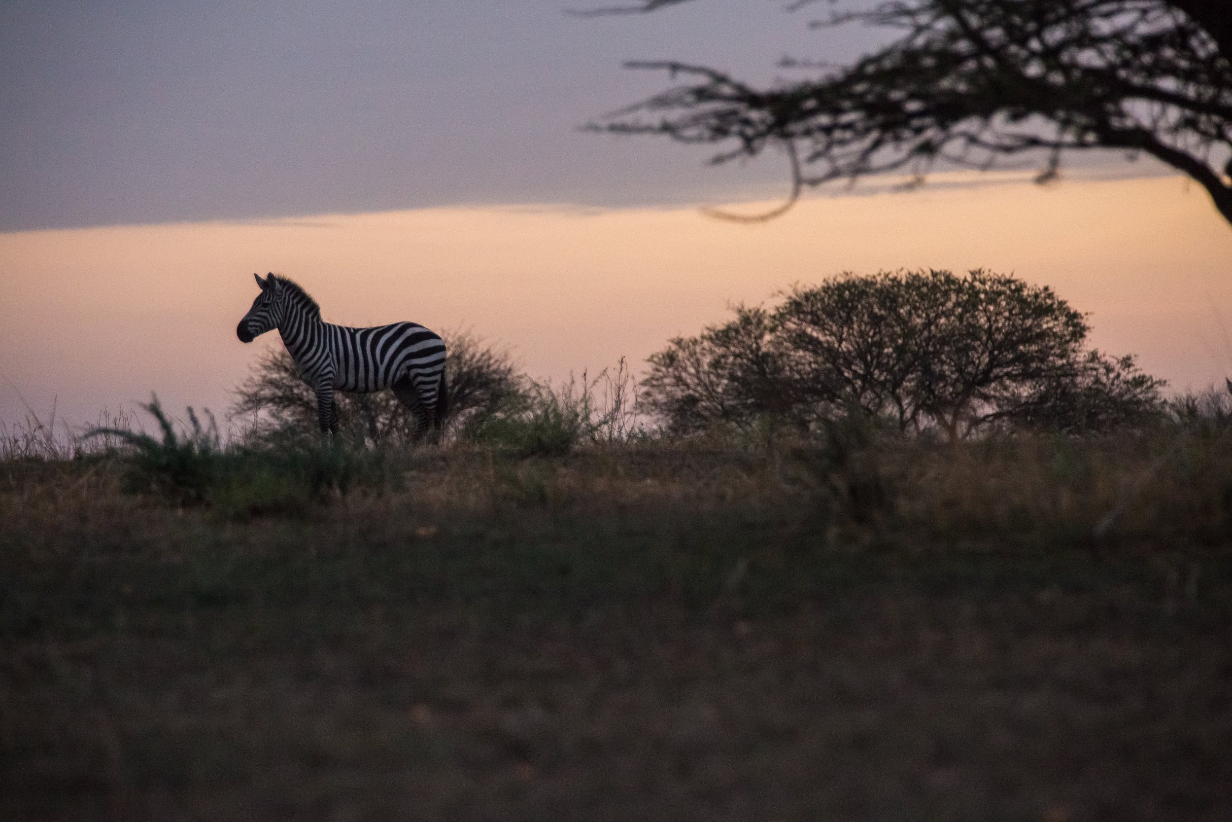 A zebra standing on a grassy landscape during dusk with trees and a cloudy sky in the background.