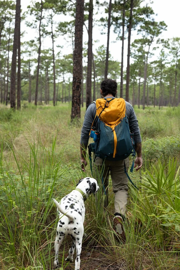 A person hiking through a forest with a Dalmatian dog on a leash.