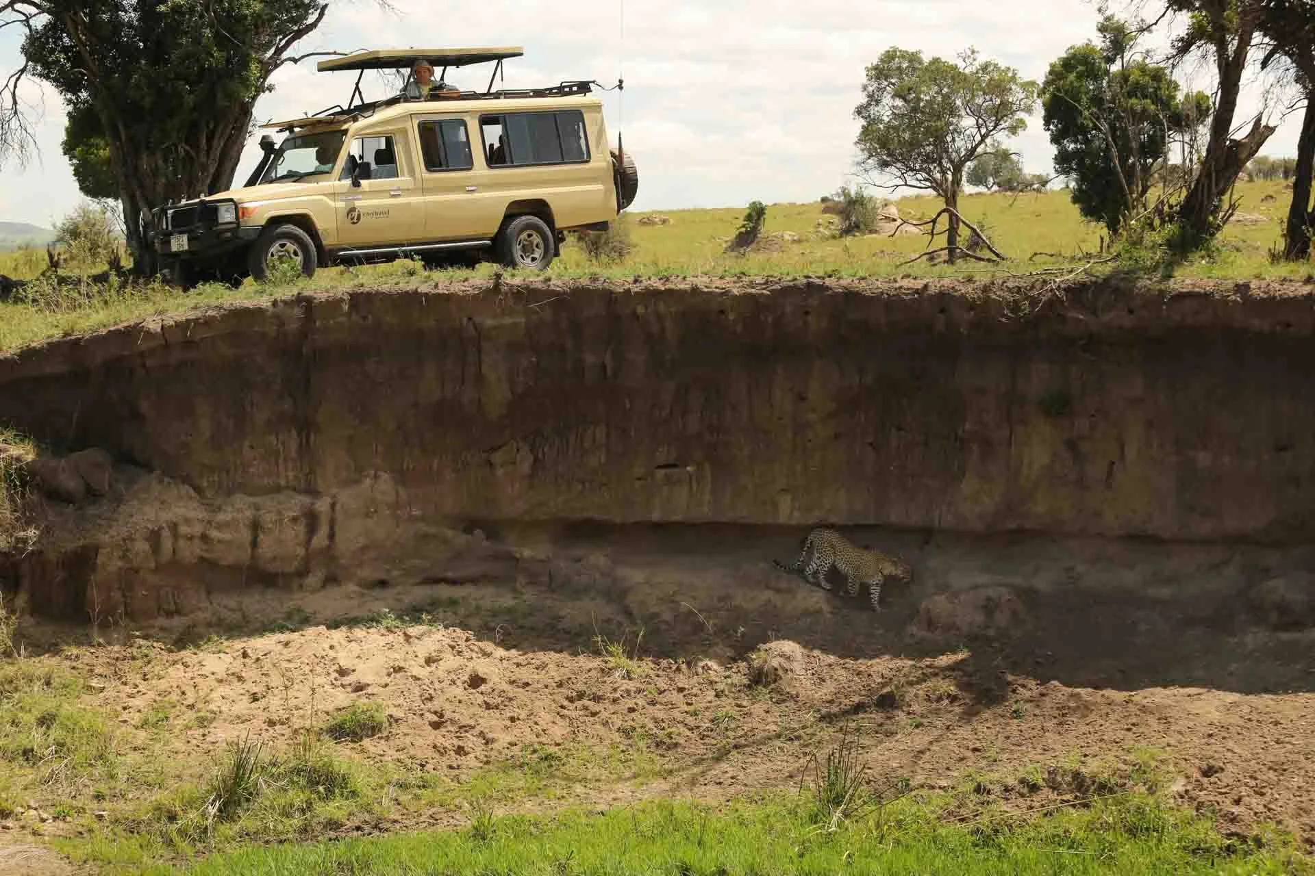 A safari scene showing a beige safari vehicle parked on a grassy hilltop with trees, overlooking a large excavation site. Inside the excavation, two cheetahs are resting on the dirt floor.