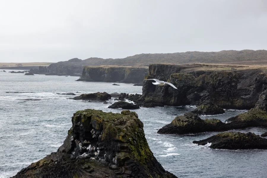 Coastal cliffs with rocky shoreline, ocean waves, and a seagull flying over the water.