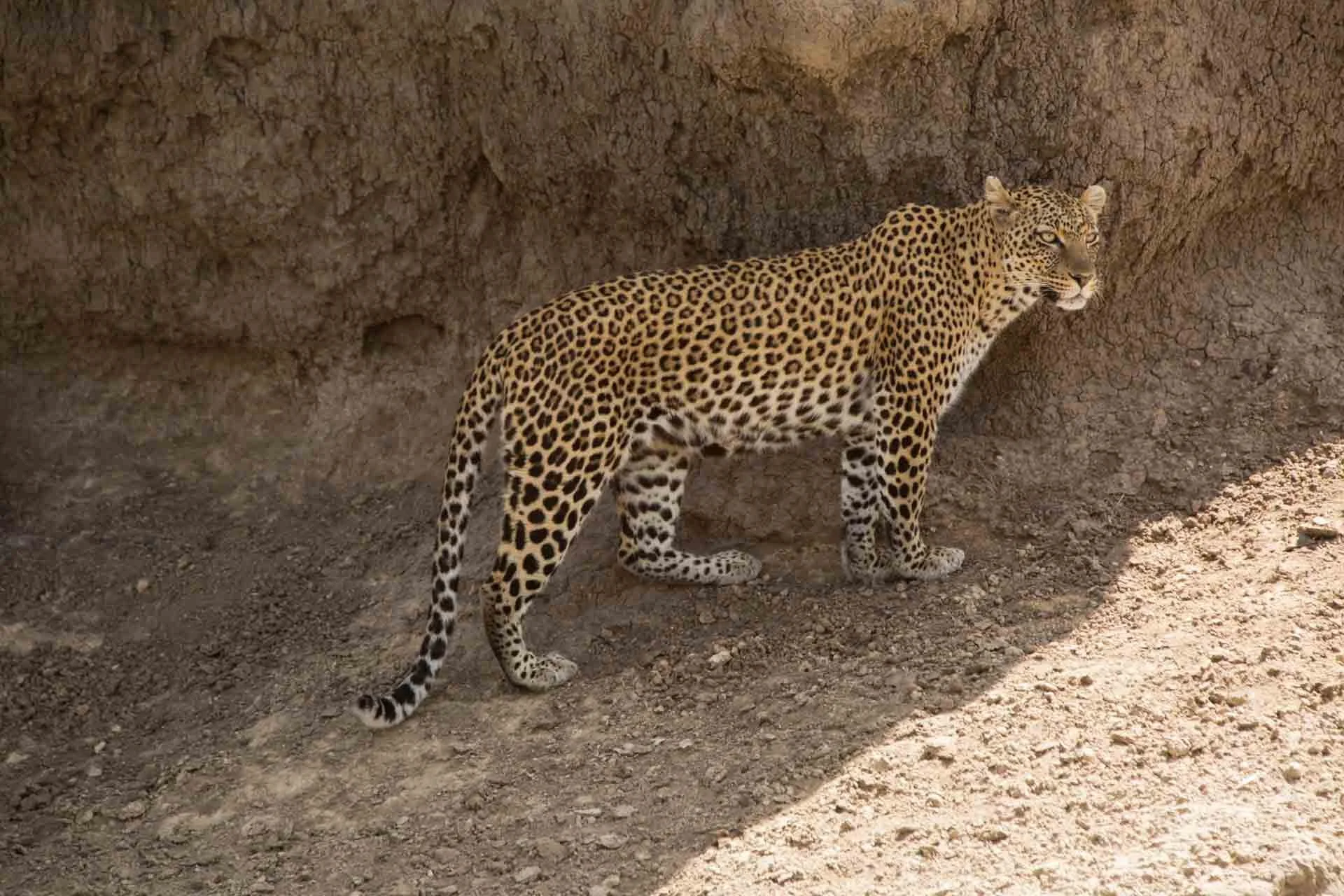 A leopard standing on rocky ground near a rock wall.