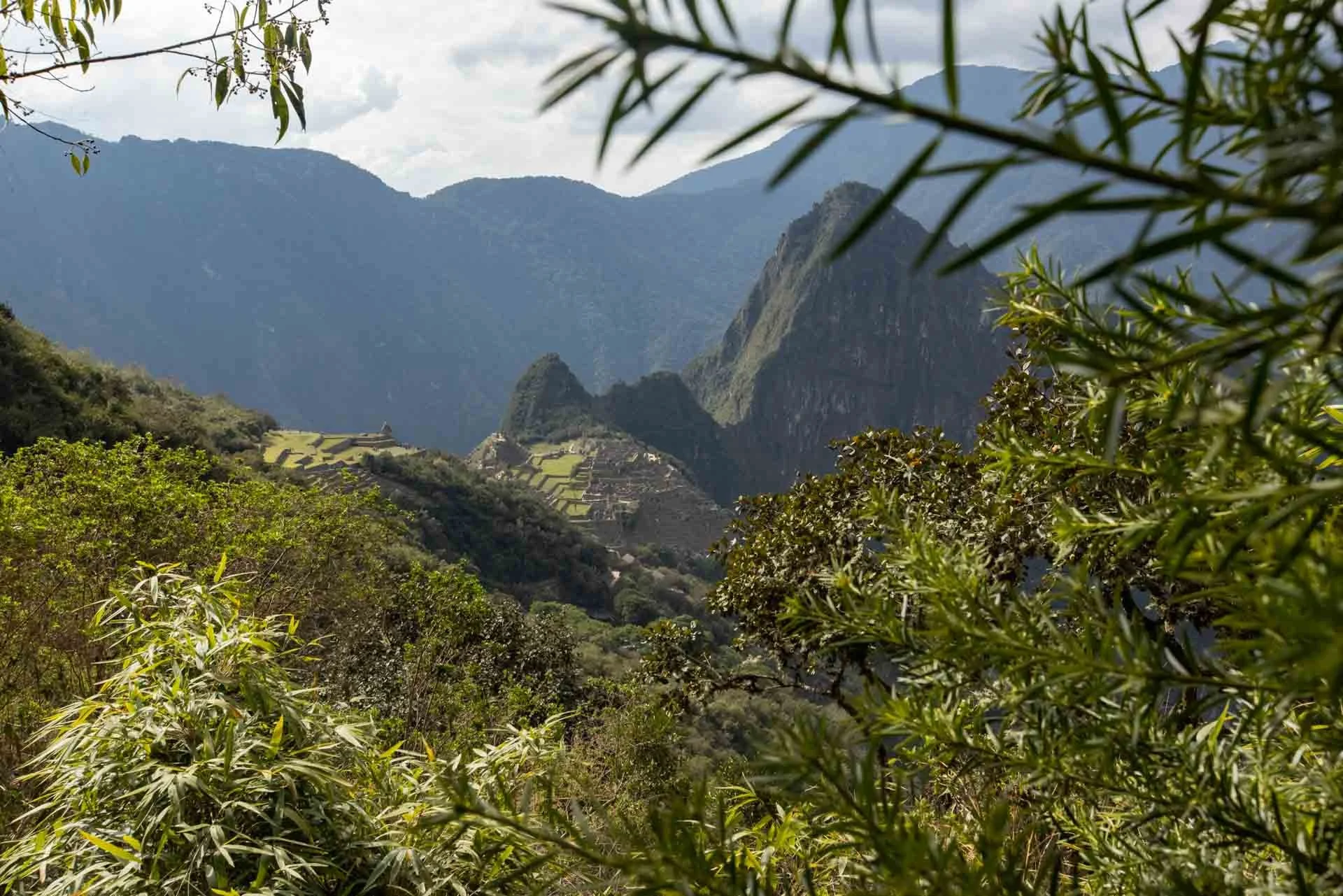 Lush green foliage in foreground with ancient Incan terraces and mountainous landscape in the background, possibly Machu Picchu in Peru.