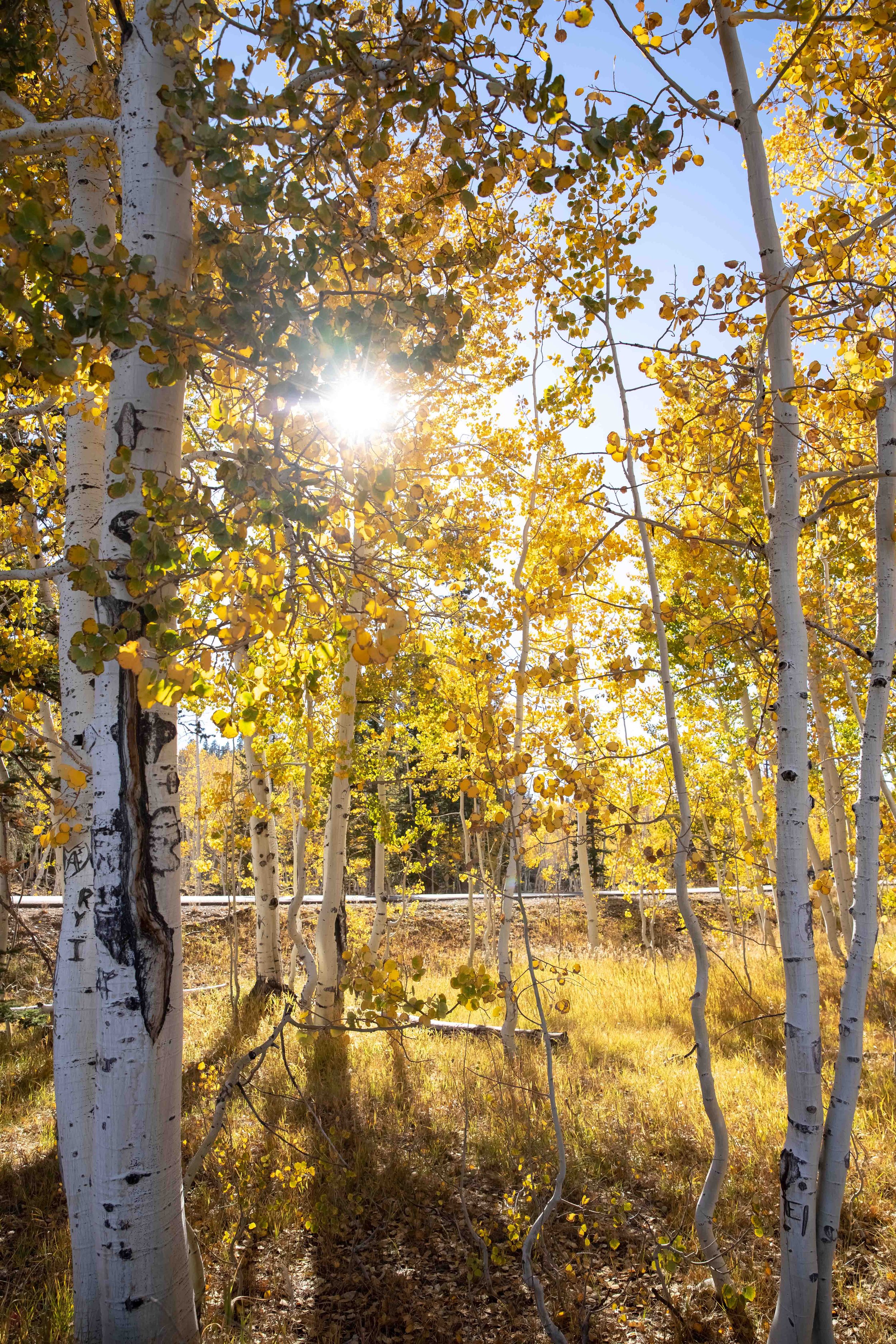 dixie-forest-6.jpg