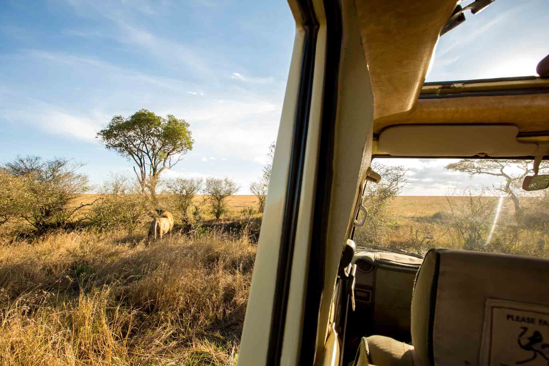 Photo taken from inside a safari vehicle showing a savannah landscape with a zebra grazing near trees and bushes, under a blue sky with scattered clouds.