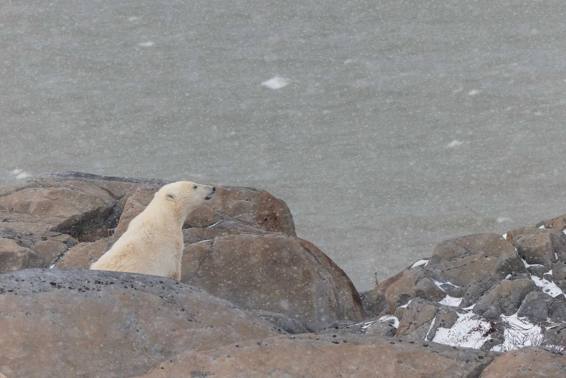 A polar bear sitting on large rocks near a body of water during a snowstorm.