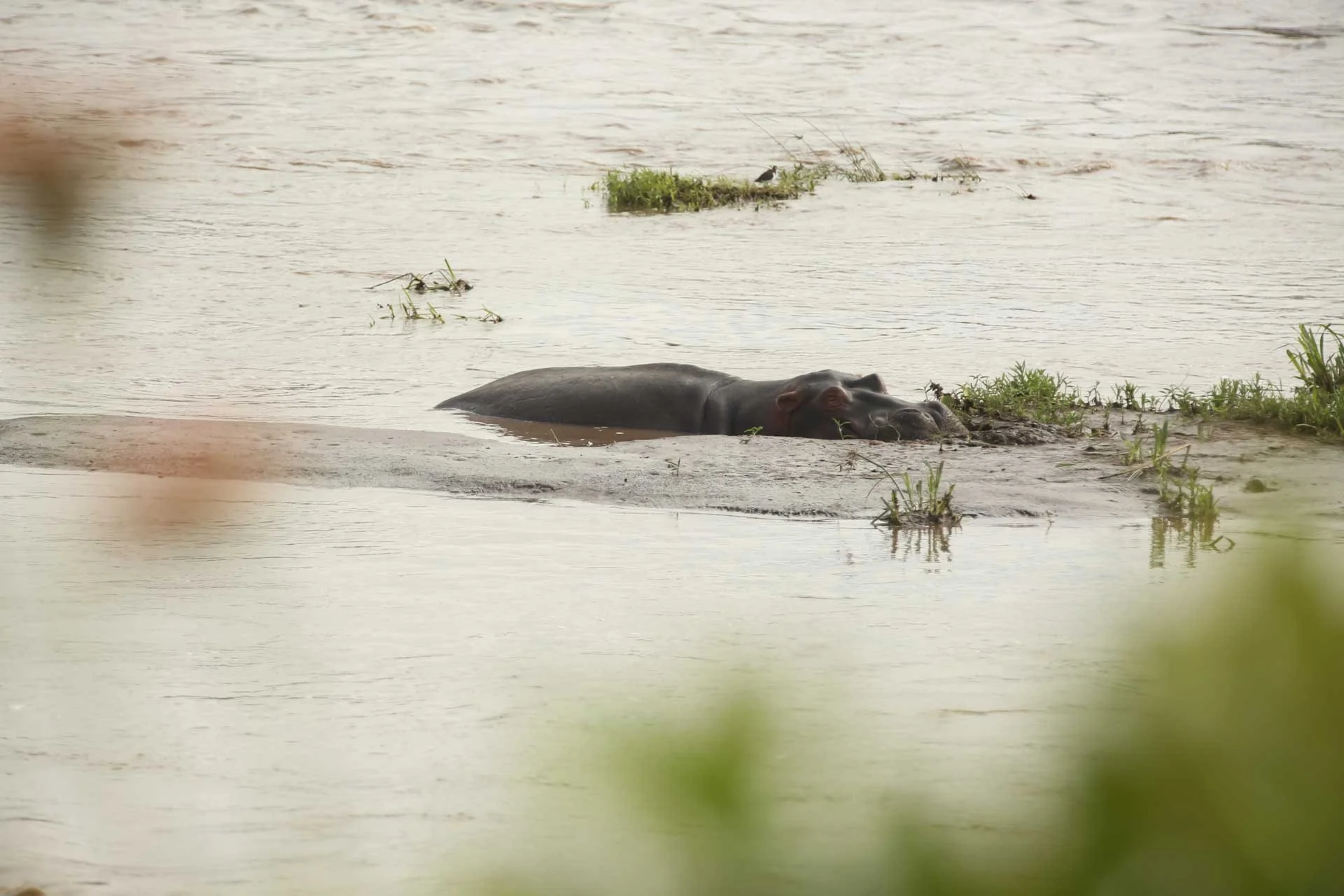 A hippopotamus partially submerged in a river with patches of grass and small plants along the riverbank.