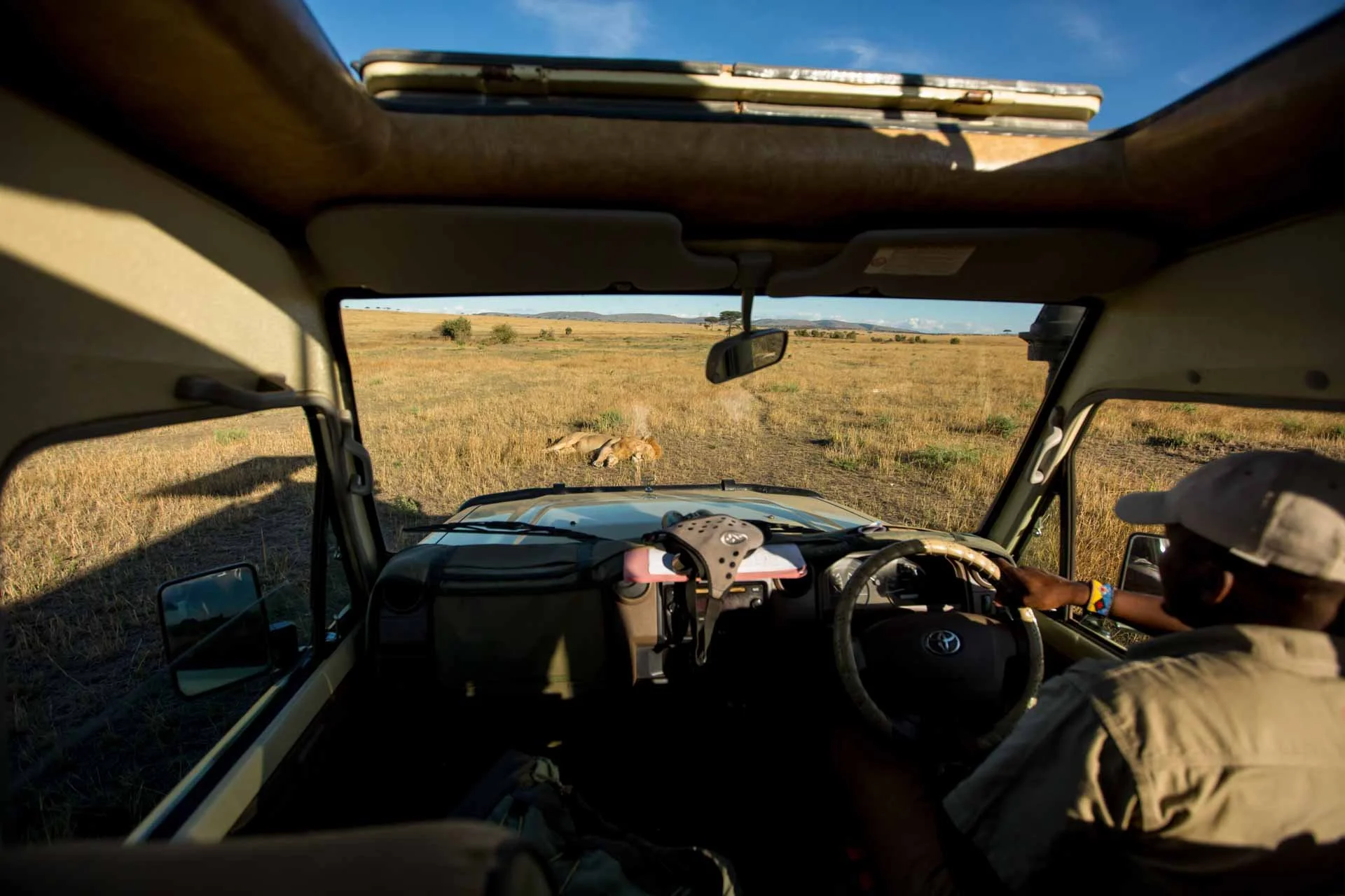 Inside a vehicle looking out onto a grassy African savannah with a lion lying in the grass and a person in the passenger seat reaching out for the lion.