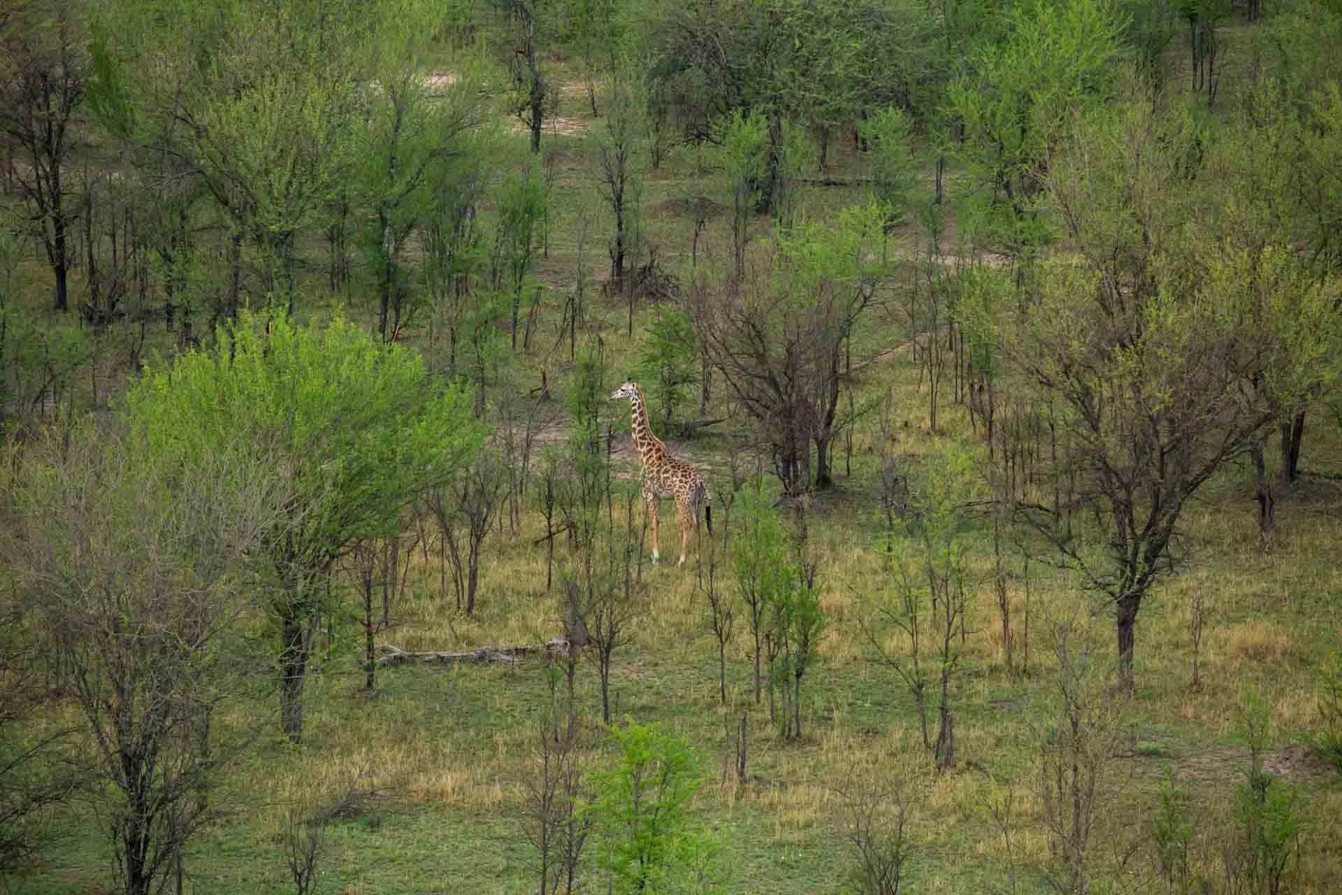 A giraffe standing in a lush, green, wooded landscape with sparse trees and grass.